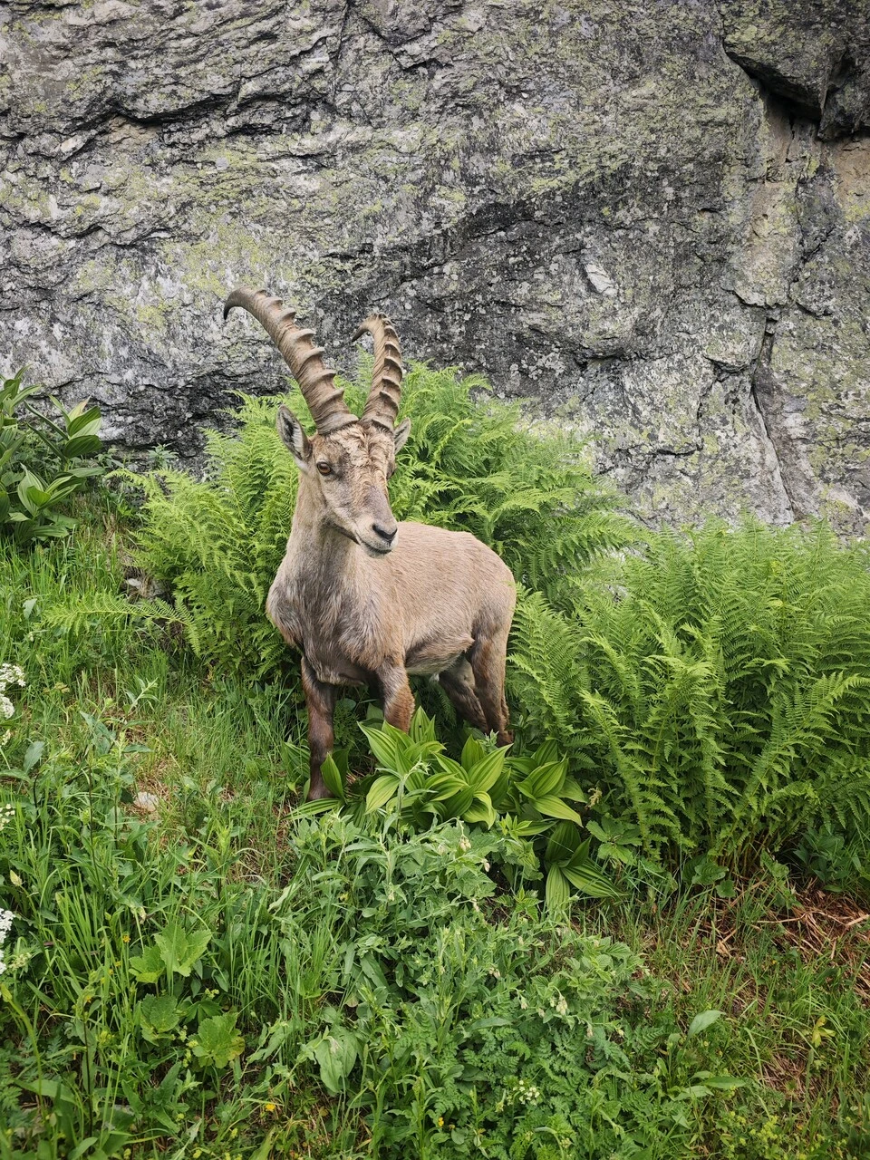 En stenbuk i bregnerne, få meter fra stien