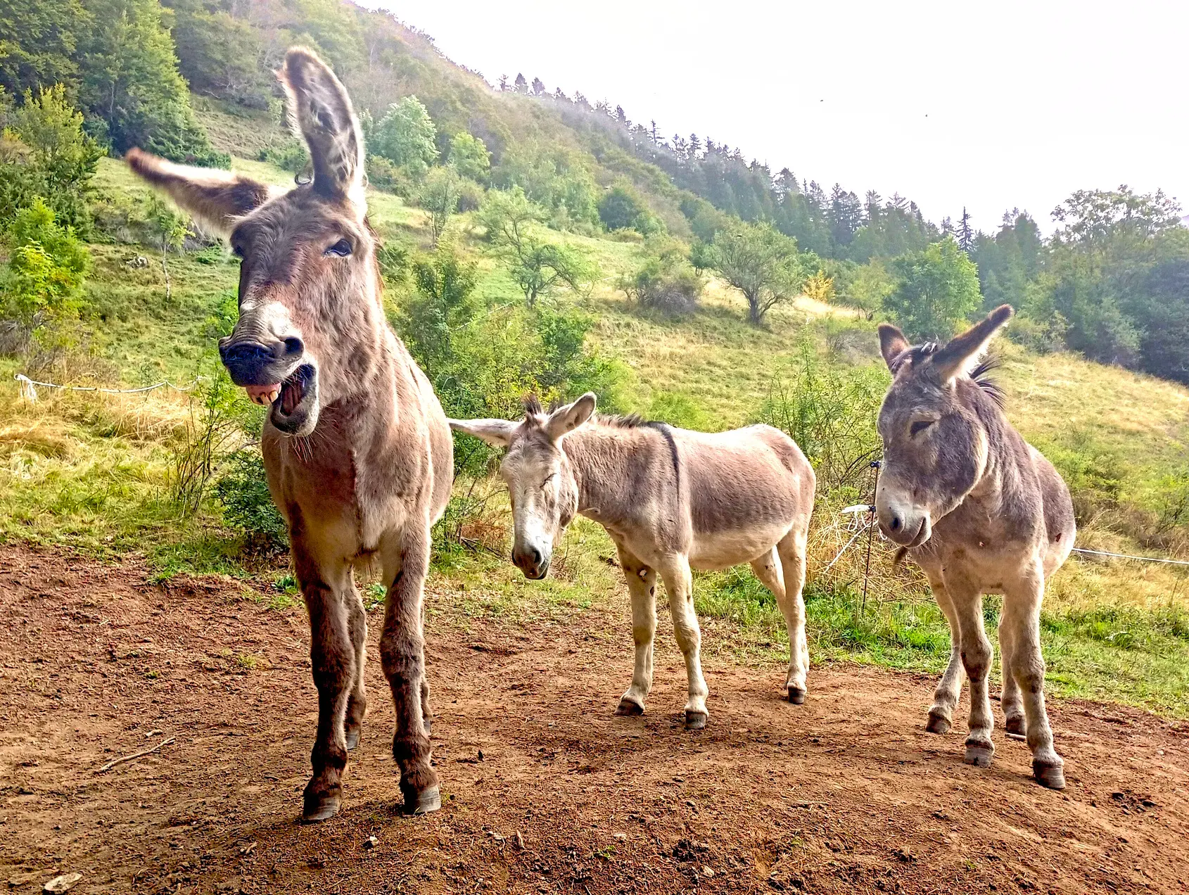 Maurice, Olan og Tintin - vandreæsel