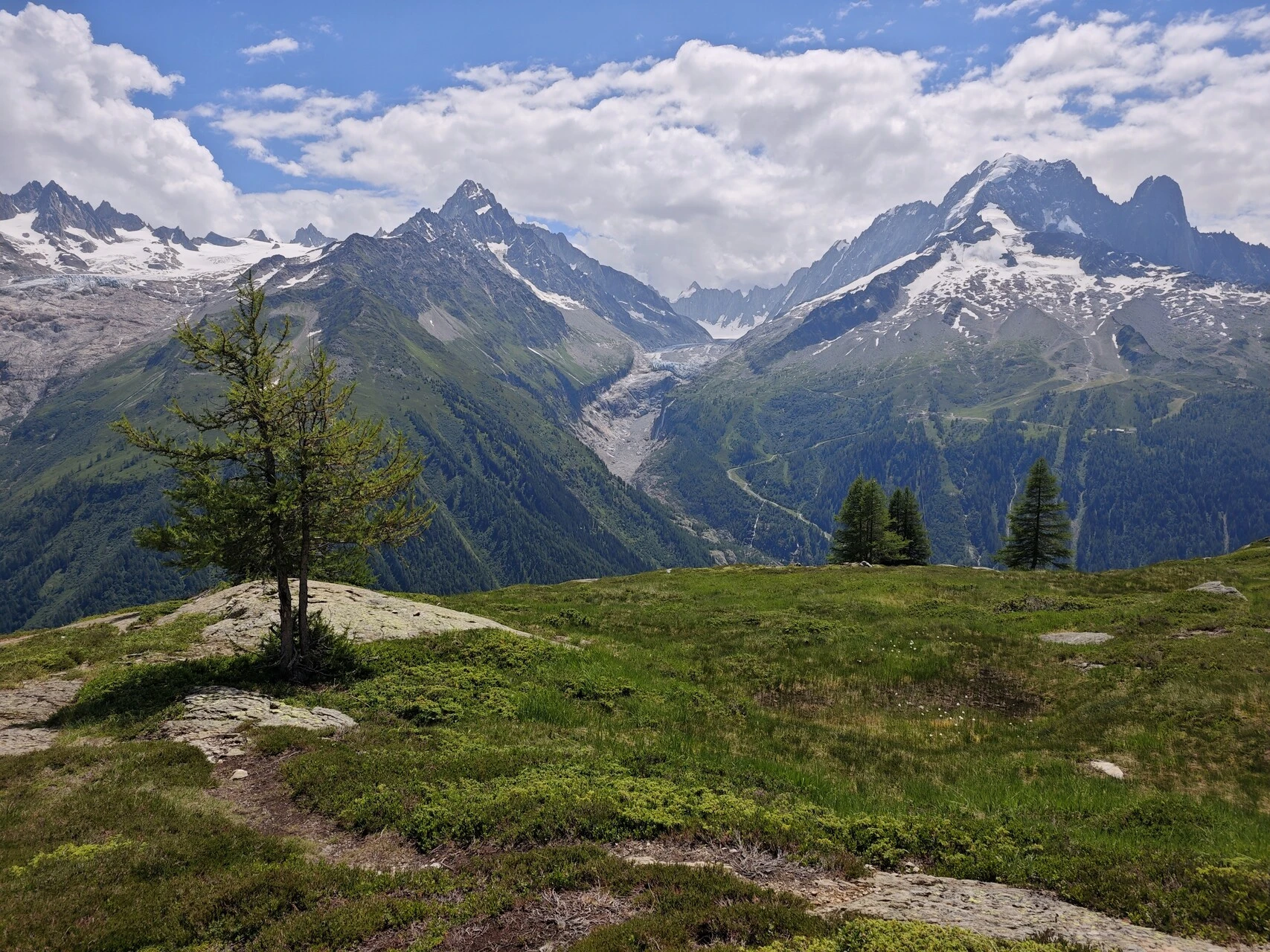 En enlig lærk foran glacier d'Argentière og Aiguille Verte
