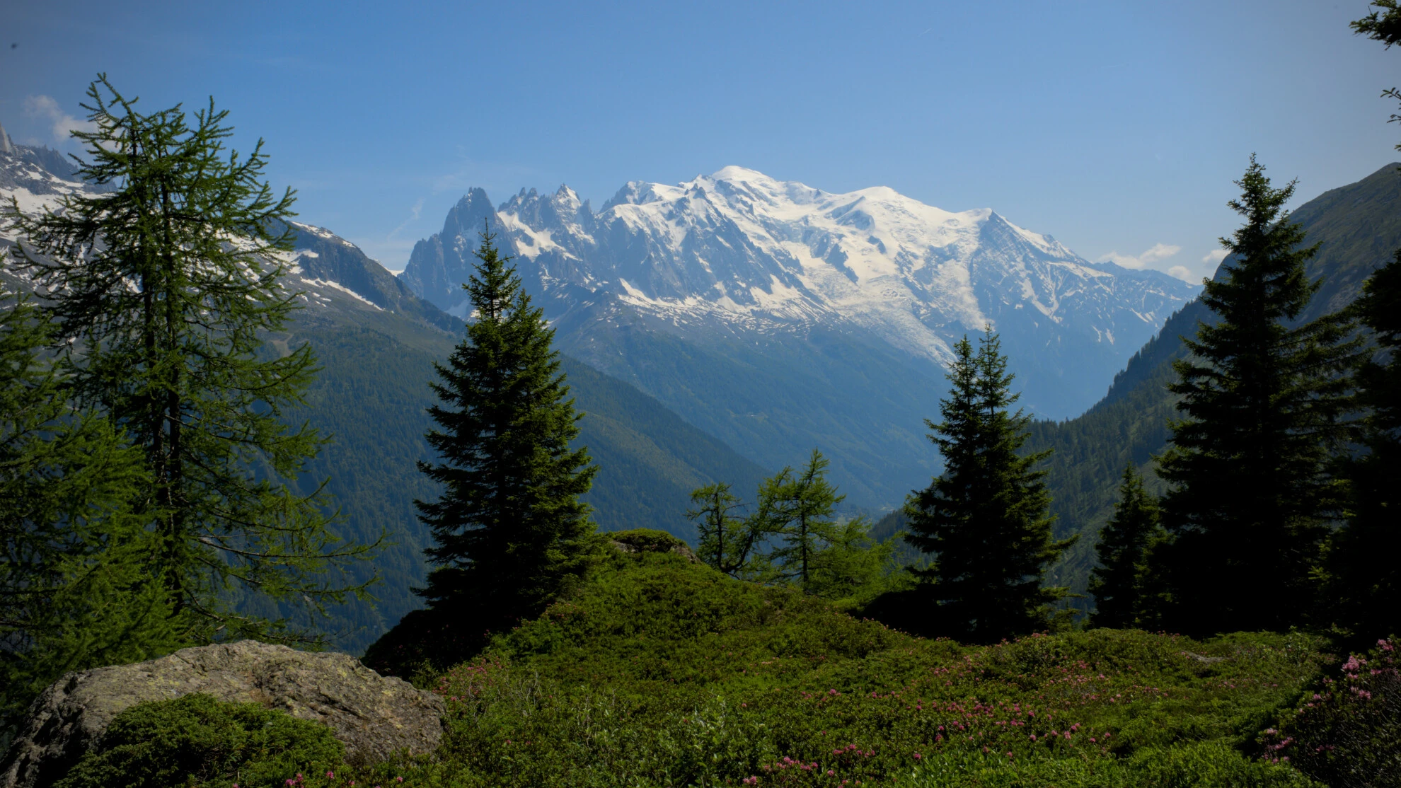 Alpegræsgang på Grand Balcon Sud med Mont-Blanc-massivet i baggrunden