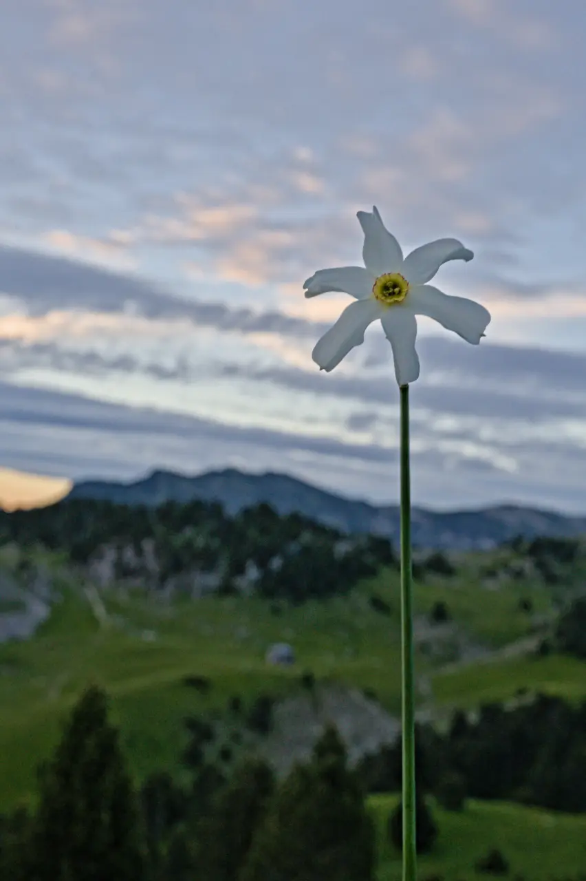 Vild narcis - Vercors