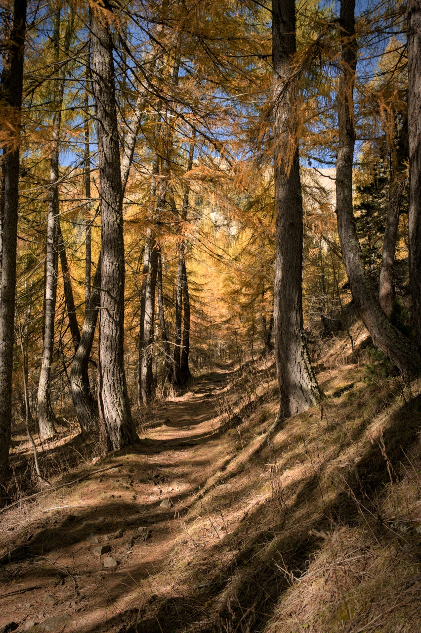Sti gennem gyldne lærketræer på vej mod Col de la Pisse ved Chaillol
